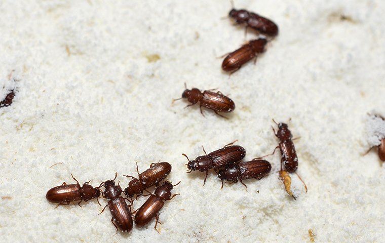 flour beetles in flour